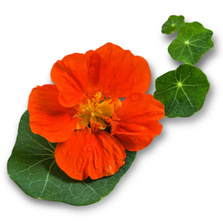 A single Whirlybird Tangerine Nasturtium flower on a leaf with more leaves resting on a white background.