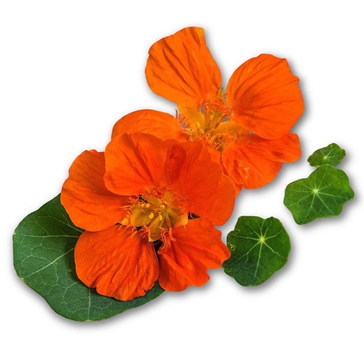 A pair of Whirlybird Tangerine Nasturtium flowers on a leaves resting on a white background.