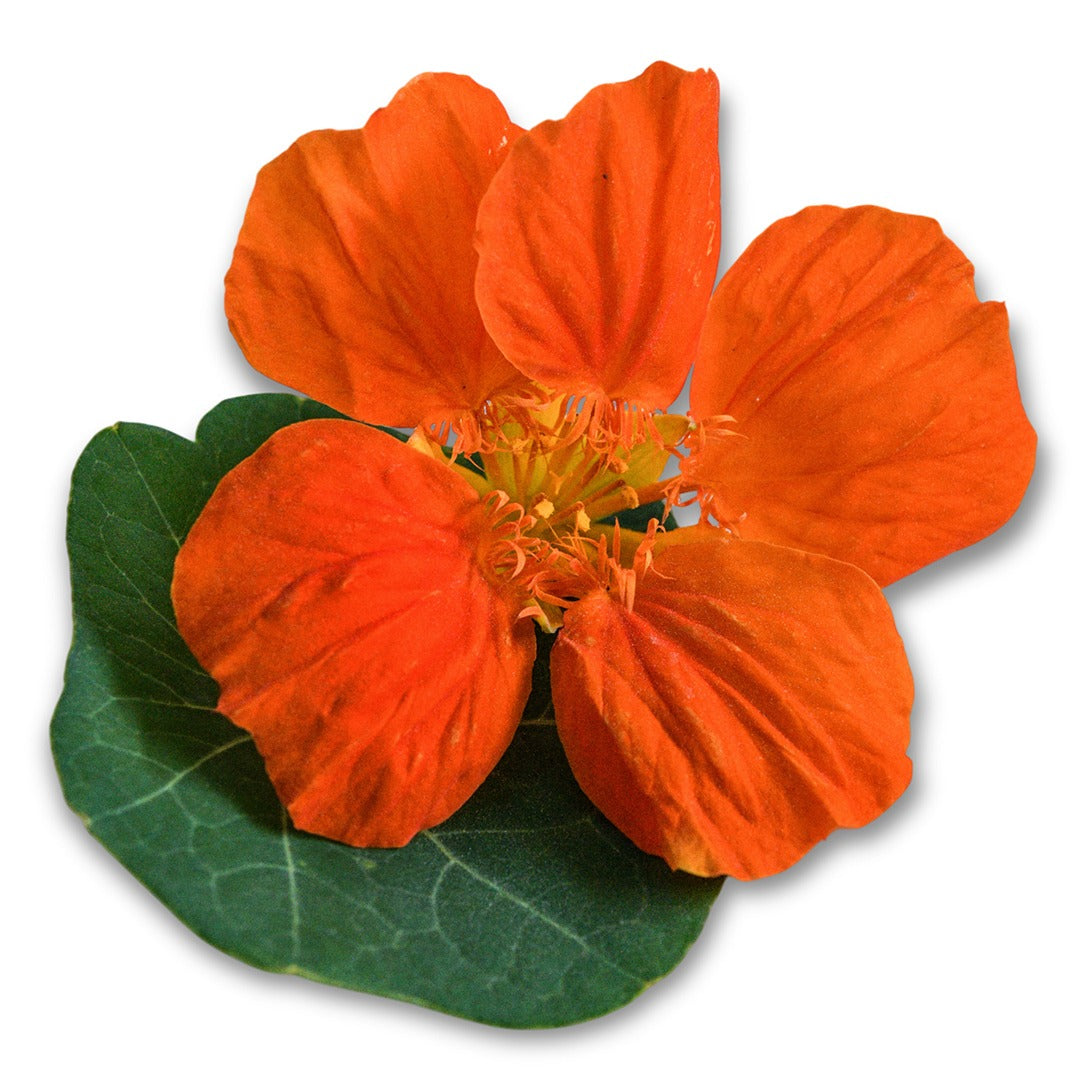 Nasturtium Seeds, Whirlybird Tangerine
