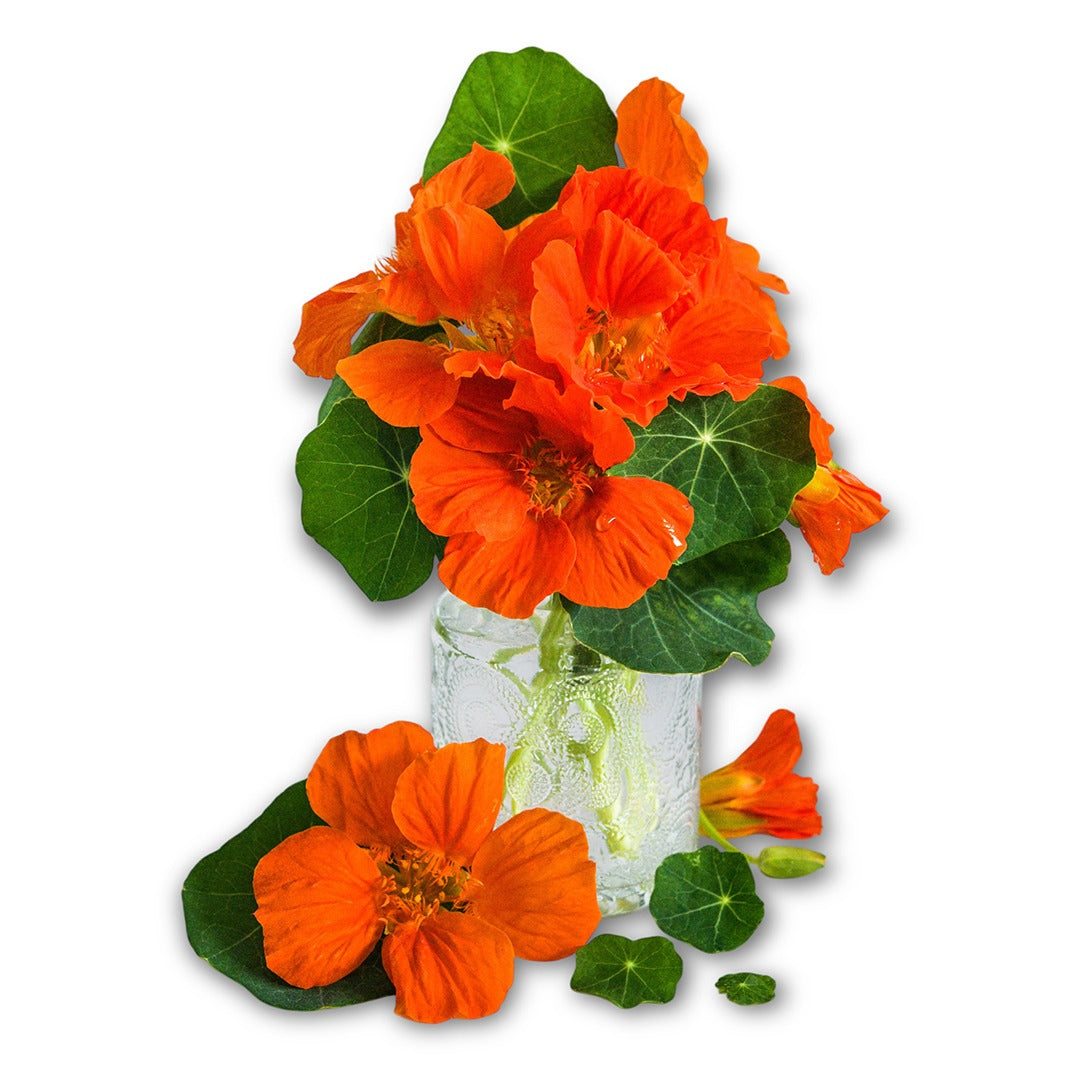 A single Whirlybird Tangerine Nasturtium flower on a leaf resting on a white background.