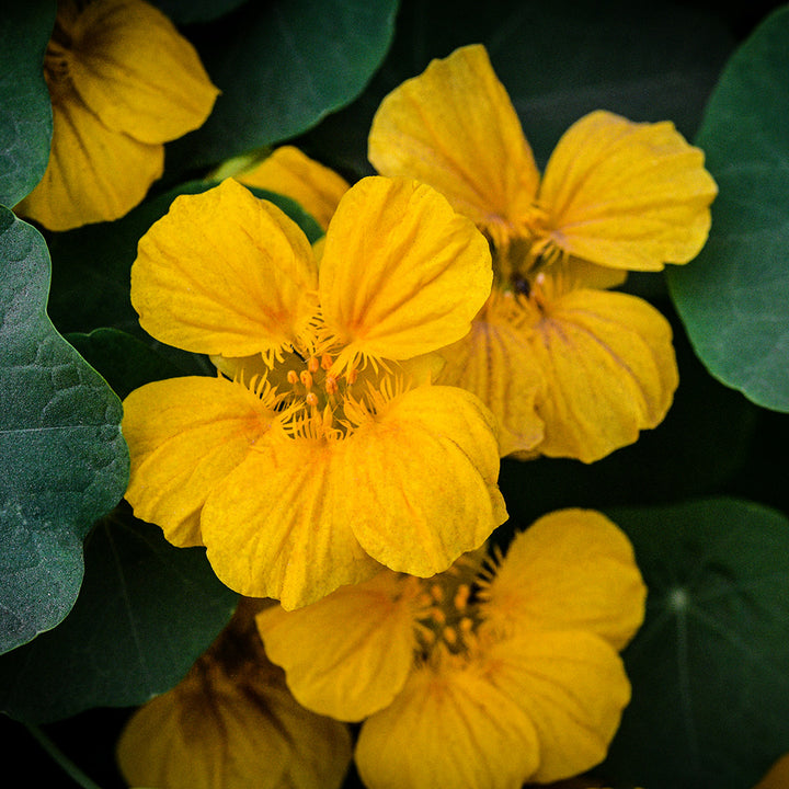 A close-up macro view of Whirlybird Gold Nasturtiums growing in the garden.
