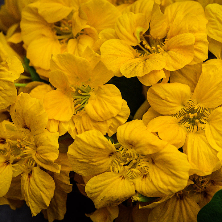 A close-up macro view of Whirlybird Gold Nasturtiums.