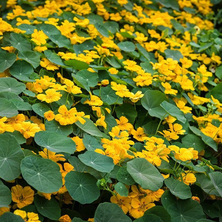 Whirlybird Gold Nasturtiums blooming prolifically in a greenhouse at Baker Creek.