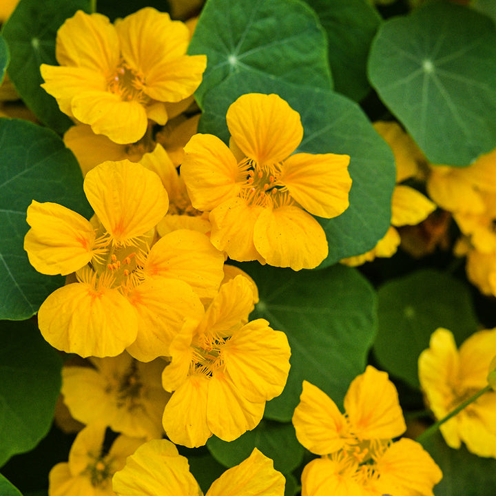 Whirlybird Gold Nasturtiums growing in a Baker Creek greenhouse.
