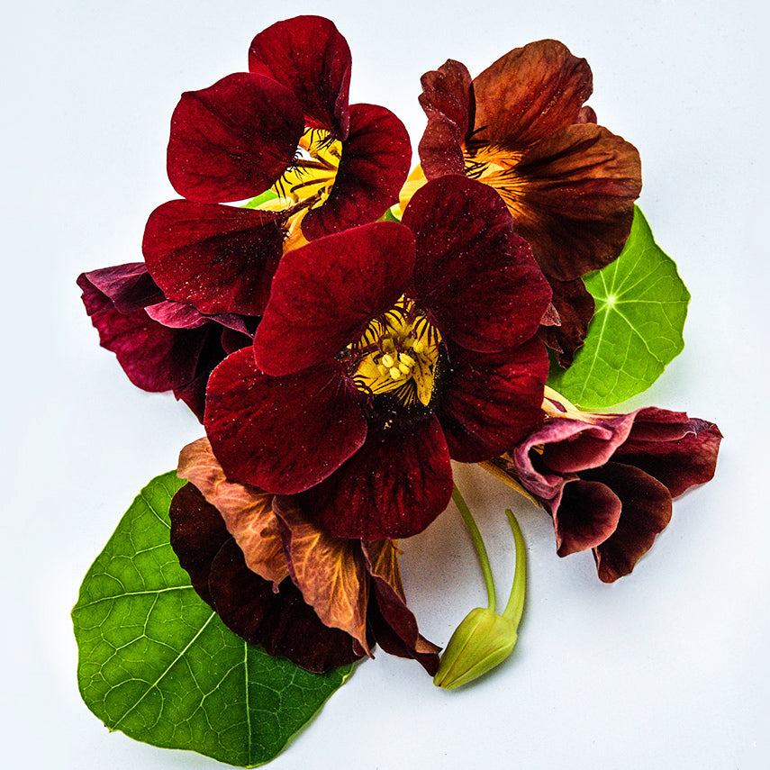 A macro view of a half dozen Black Velvet Nasturtium flowers with foliage on white background.