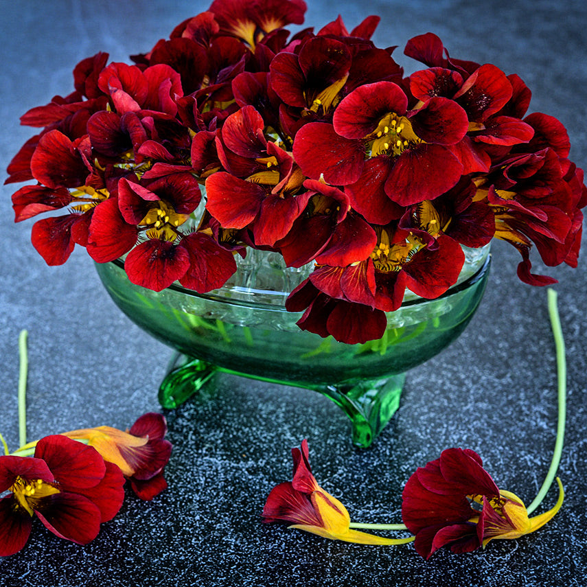 A floral arrangement of Black Velvet Nasturtium flowers in green glass vase on a dark background.