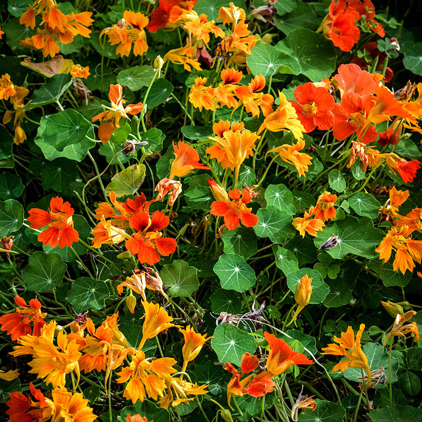 Phoenix Nasturtium flowers blooming in a greenhouse at Baker Creek.