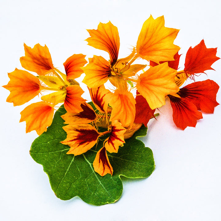 A close-up macro view of Phoenix Nasturtium flowers with single leaf on bright white background.