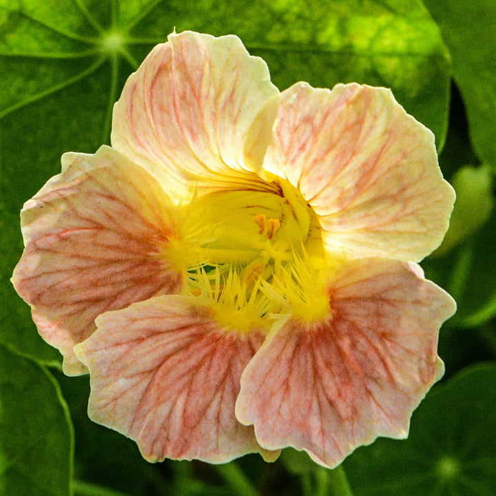 A single Tip Top Pink Blush Nasturtium bloom backlit by the sun in a Baker Creek greenhouse.