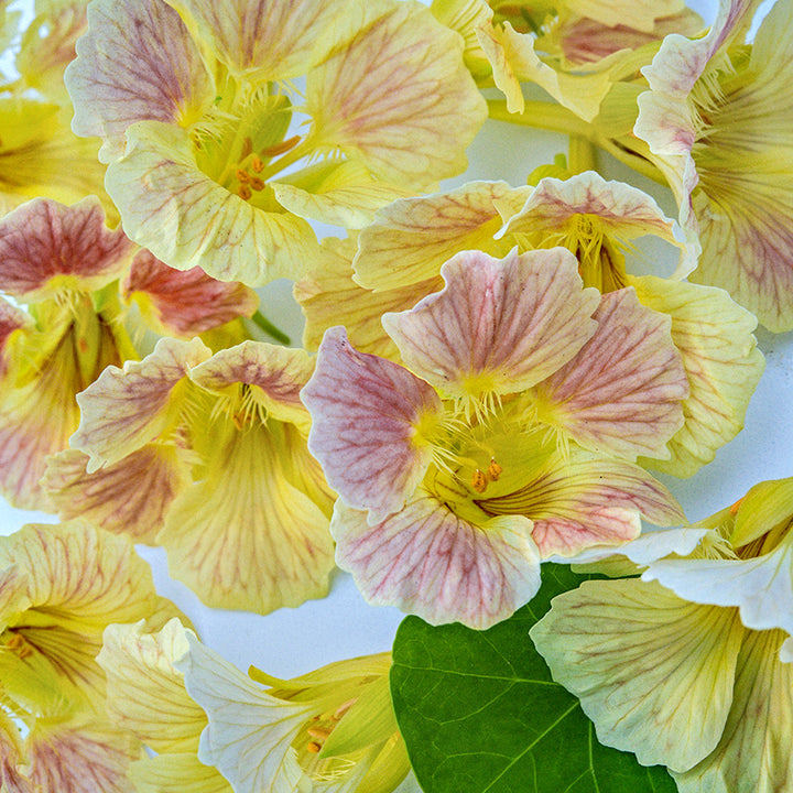 Tip Top Pink Blush Nasturtium flowers scattered on white background with a single leaf.