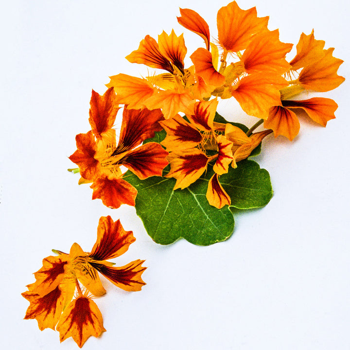 A half dozen Phoenix Nasturtium flowers scattered on white background with a leaf.