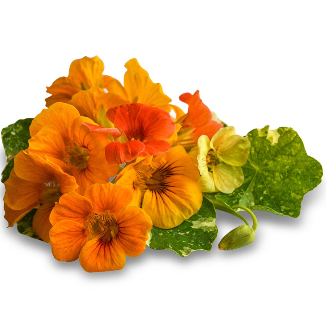 Alaska Mix Nasturtium blooms on a white background.