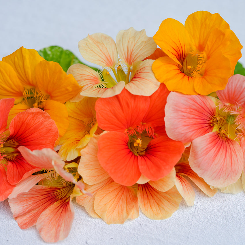 Alaska Mix Nasturtium has a wonderful rage of colors