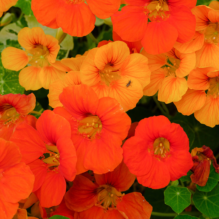 Nasturtium Seeds, Alaska Mix