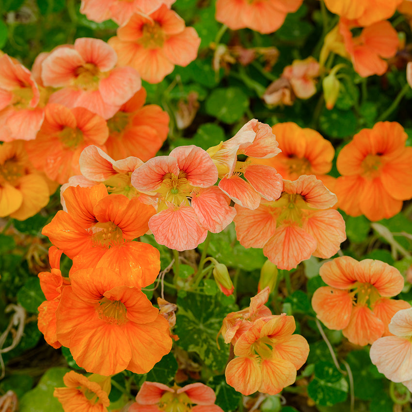 Nasturtium Seeds, Alaska Mix