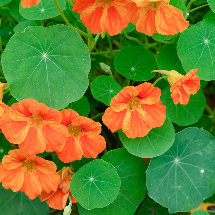 Nasturtium Seeds, Alaska Mix