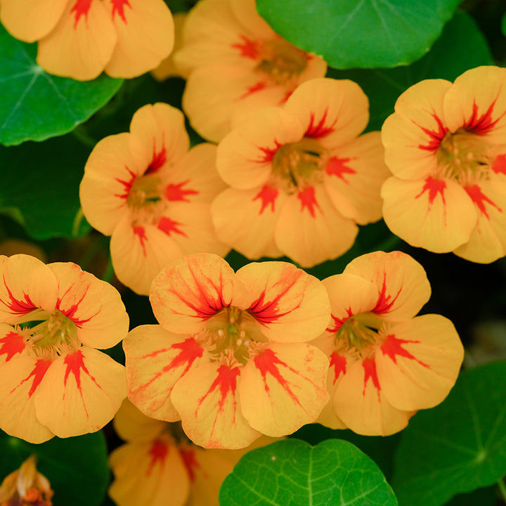 Nasturtium Seeds, Alaska Mix