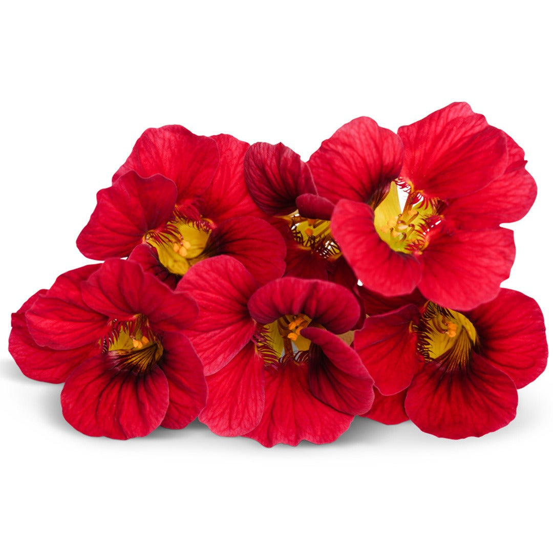 Alaska Red Shades Nasturtium blooms on a white background.