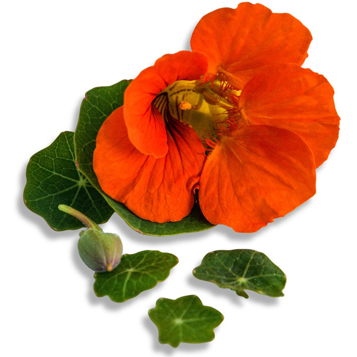 Baby Orange Nasturtium bloom on a white background.