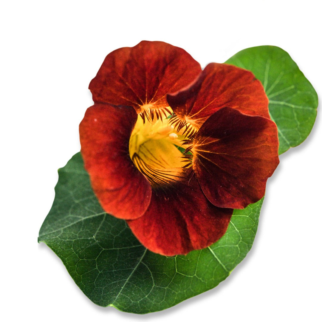 Black Velvet Nasturtium bloom on a white background.