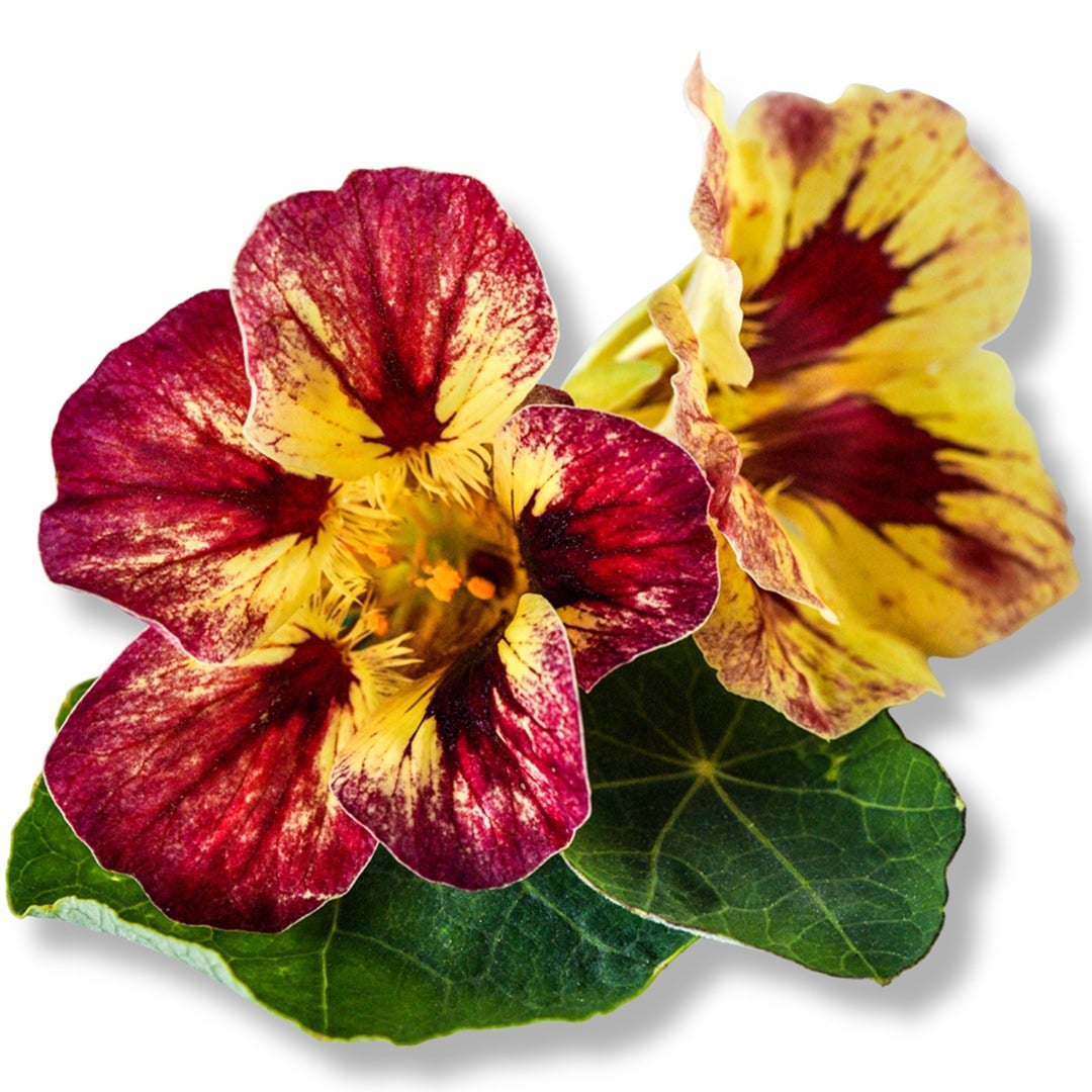 Bloody Mary Nasturtium blooms on a white background.