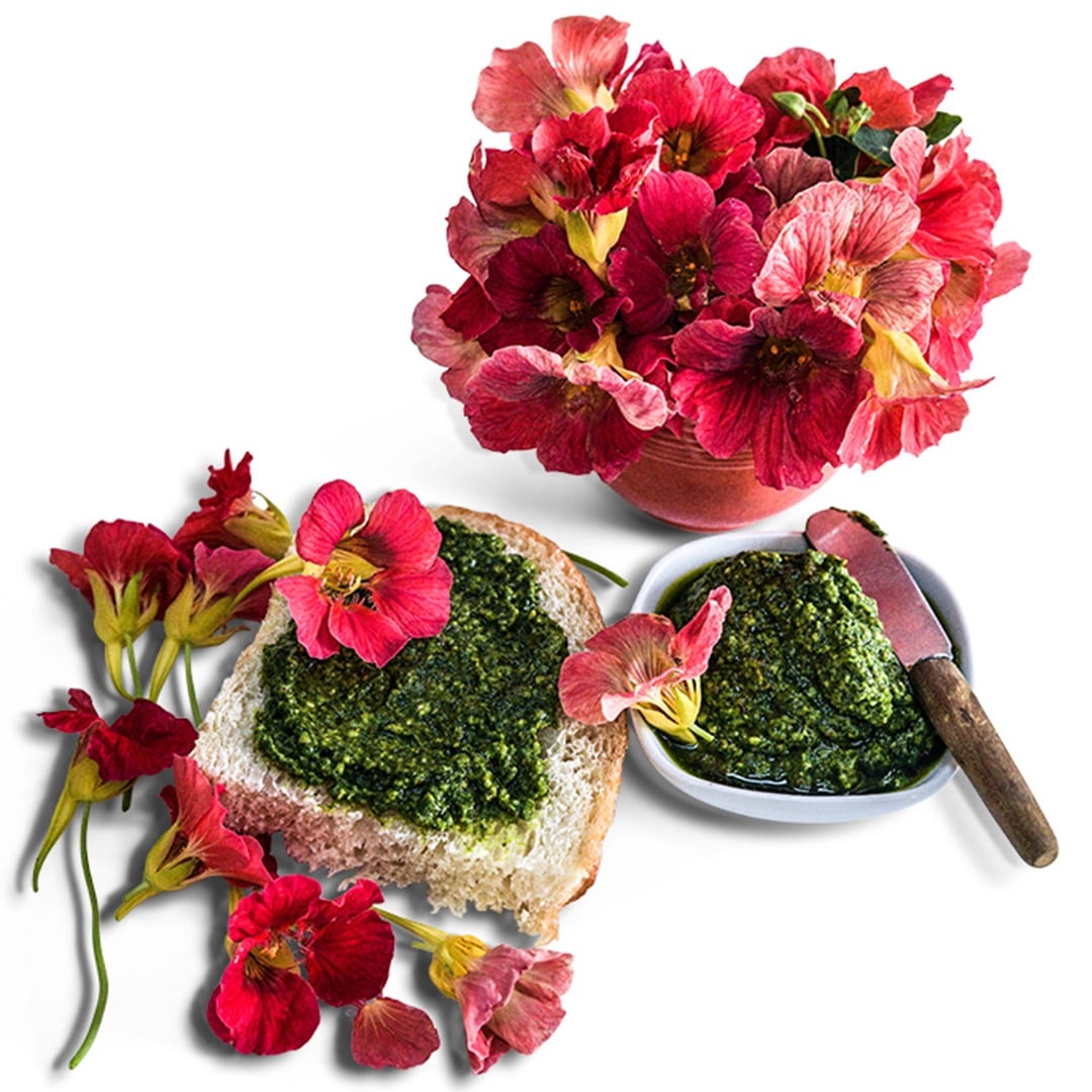 Cherry Rose Jewel Nasturtium with Nasturtium pesto on a white background.