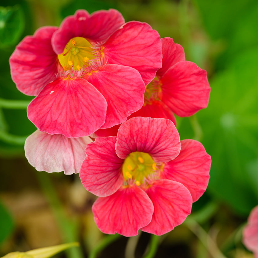 Cherry Rose Jewel Nasturtium growing in garden.