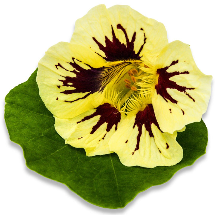 Orchid Cream Nasturtium bloom on a white background.