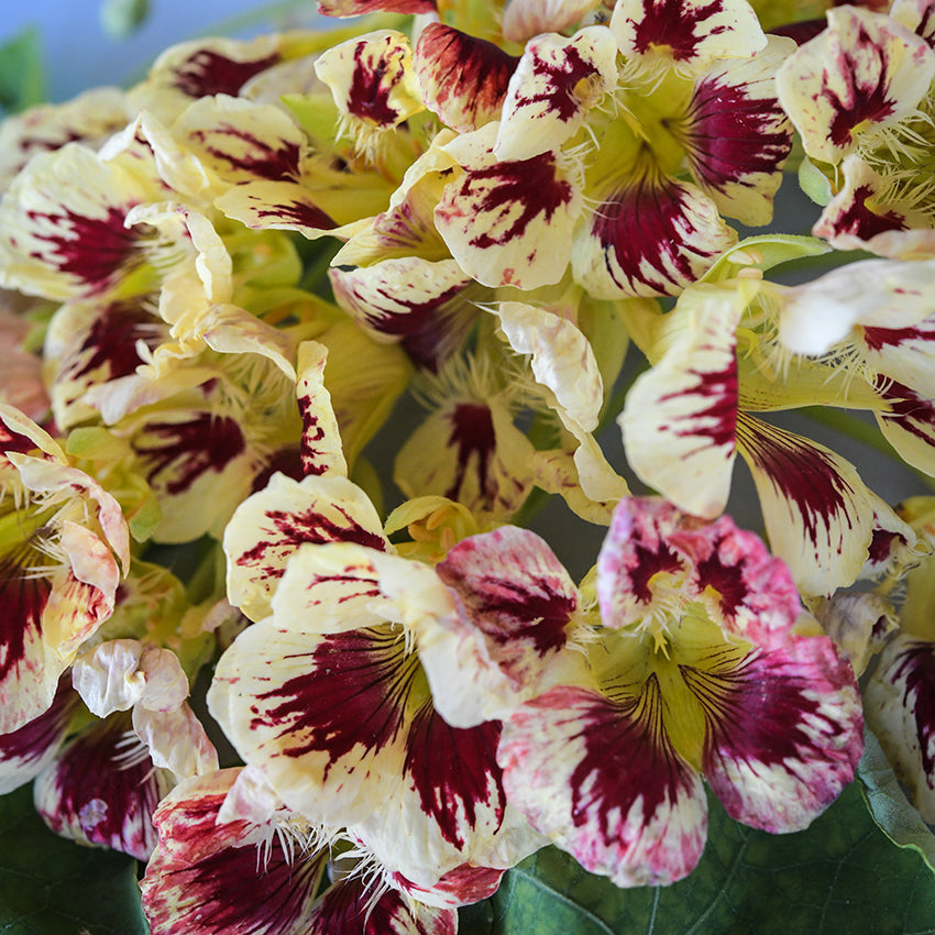Nasturtium Seeds, Orchid Cream