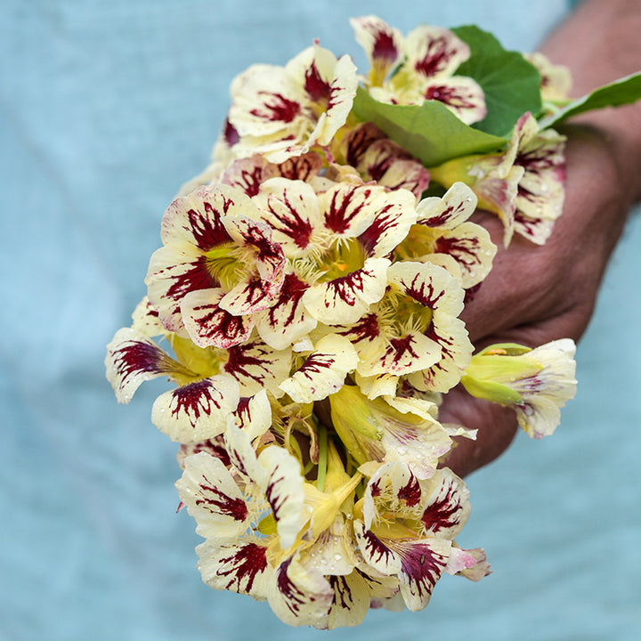 Orchid Cream Nasturtium being held.