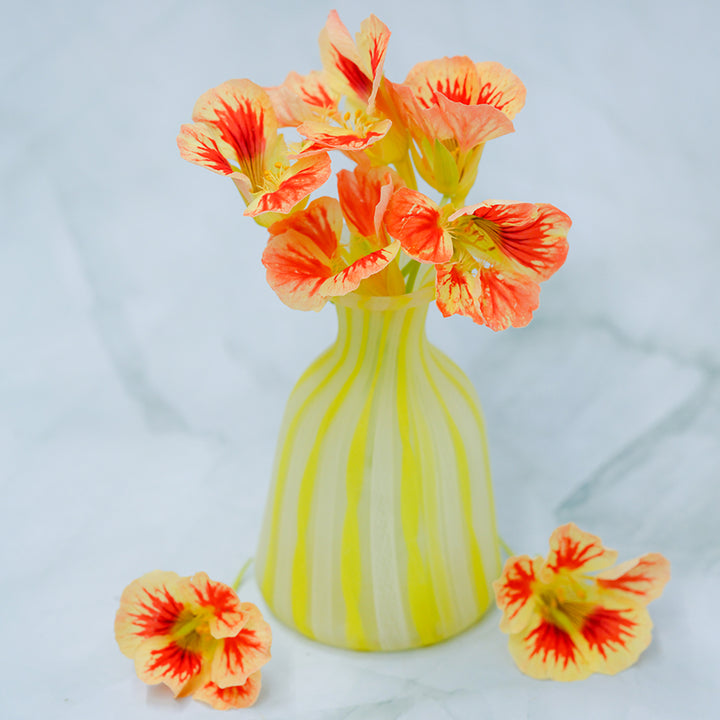 Orchid Cream Nasturtium in yellow vase with white background.