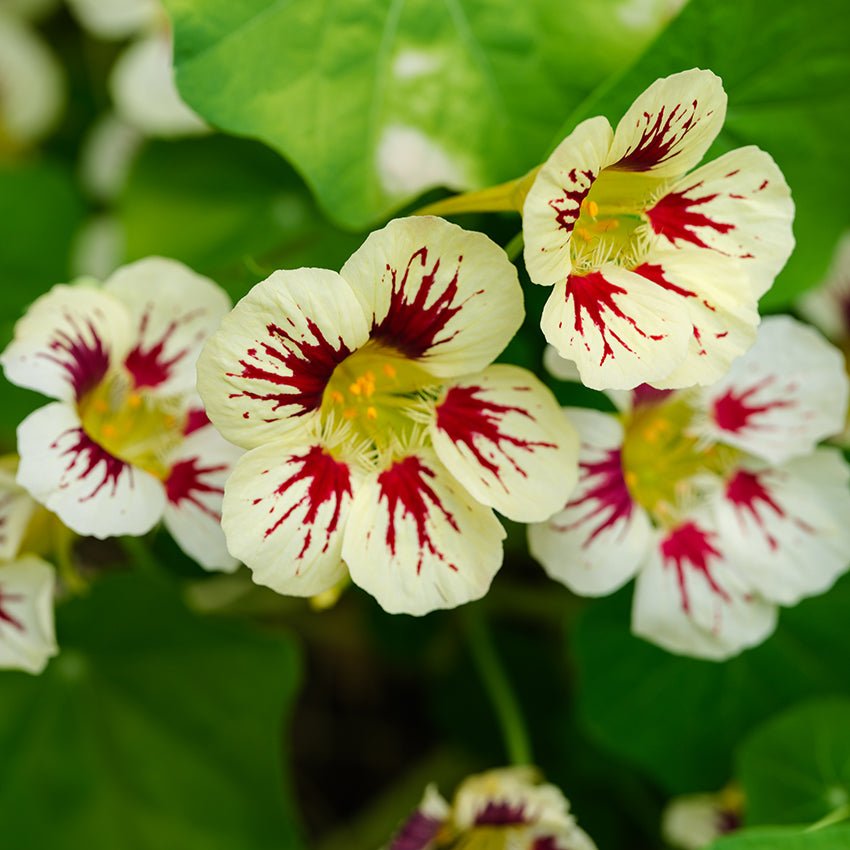 Orchid Cream Nasturtium growing in garden.