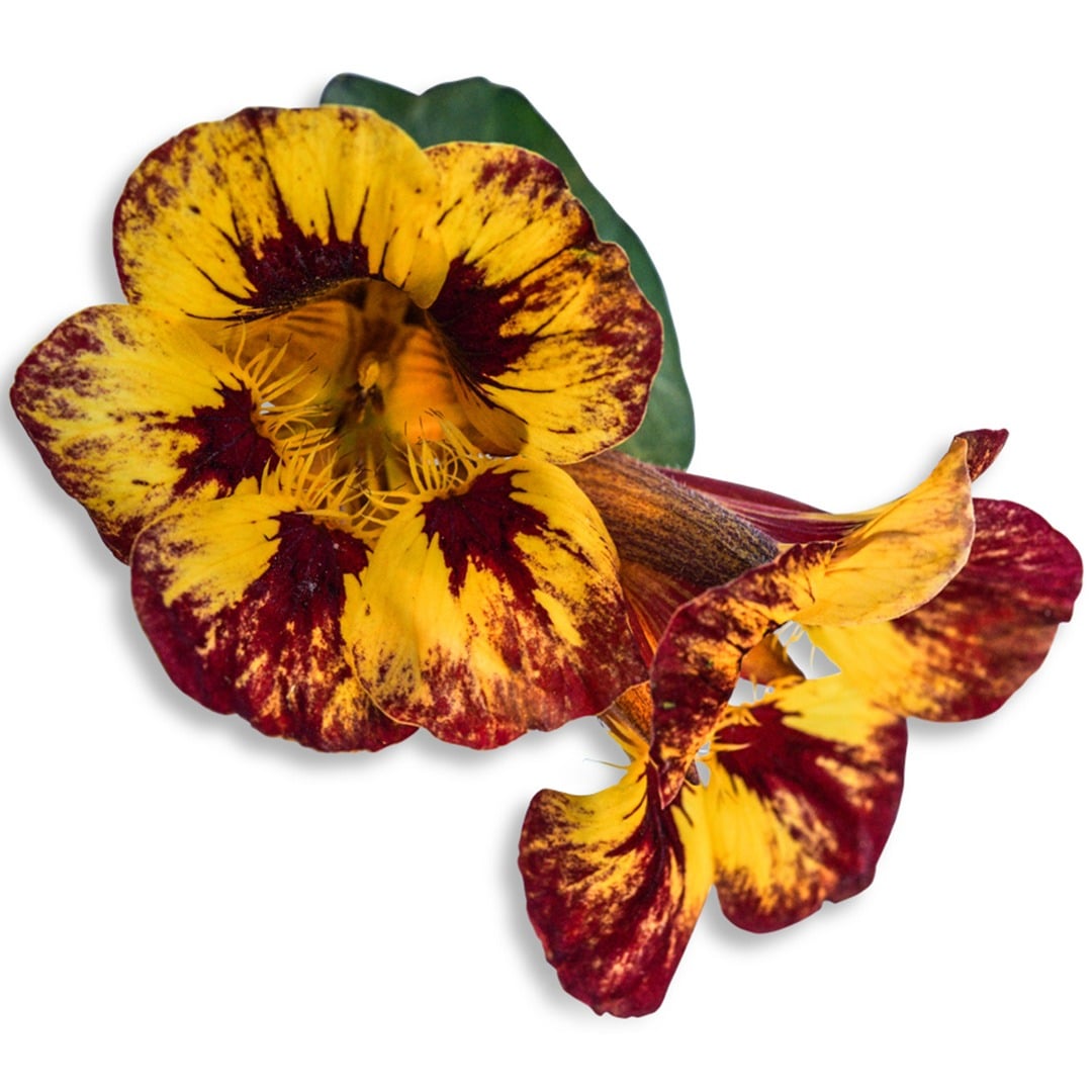 Orchid Flame Nasturtium blooms on a white background.