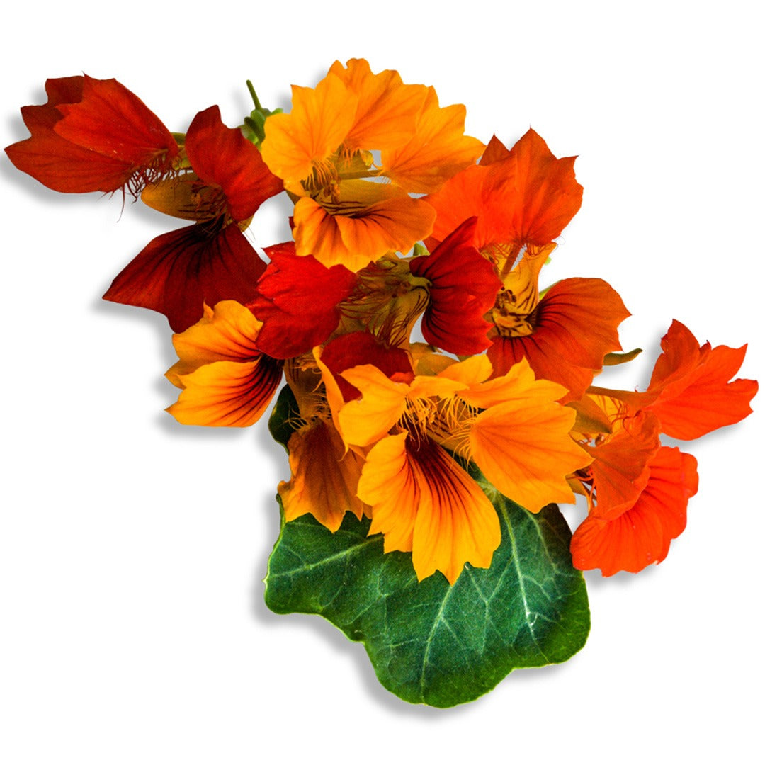 Phoenix Nasturtium blooms on a white background.