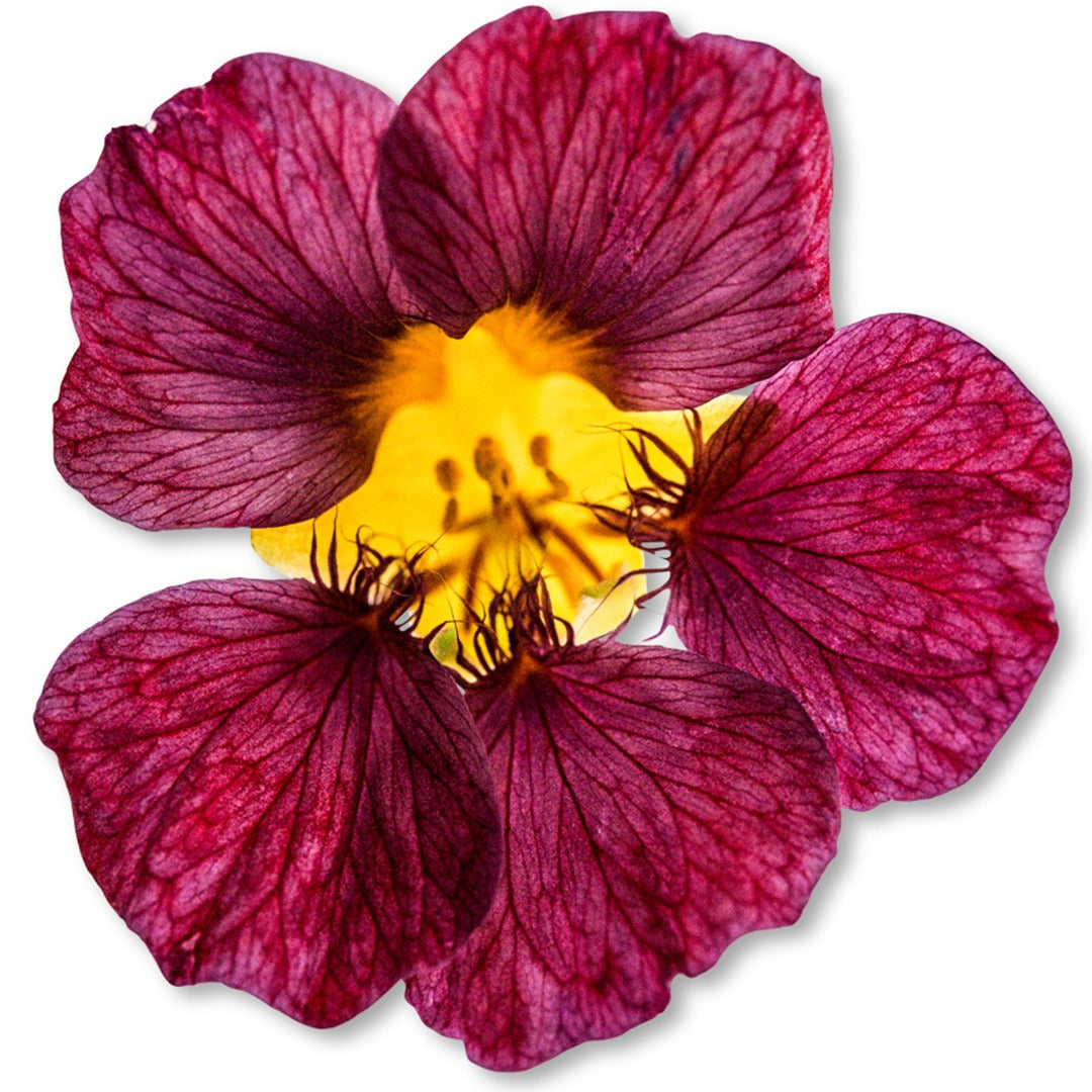 Purple Emperor Nasturtium bloom on a white background.