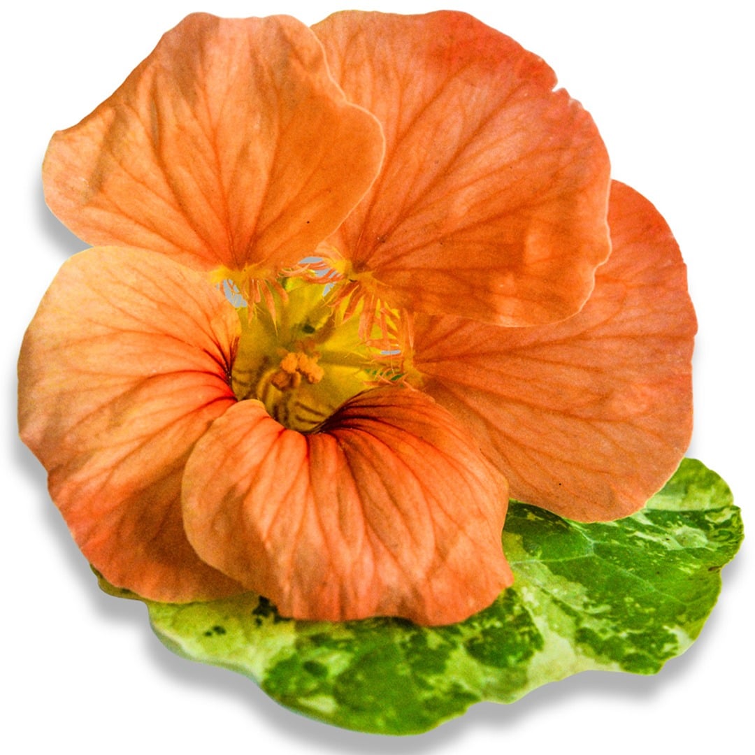 Tip Top Alaska Salmon Nasturtium bloom on a white background.