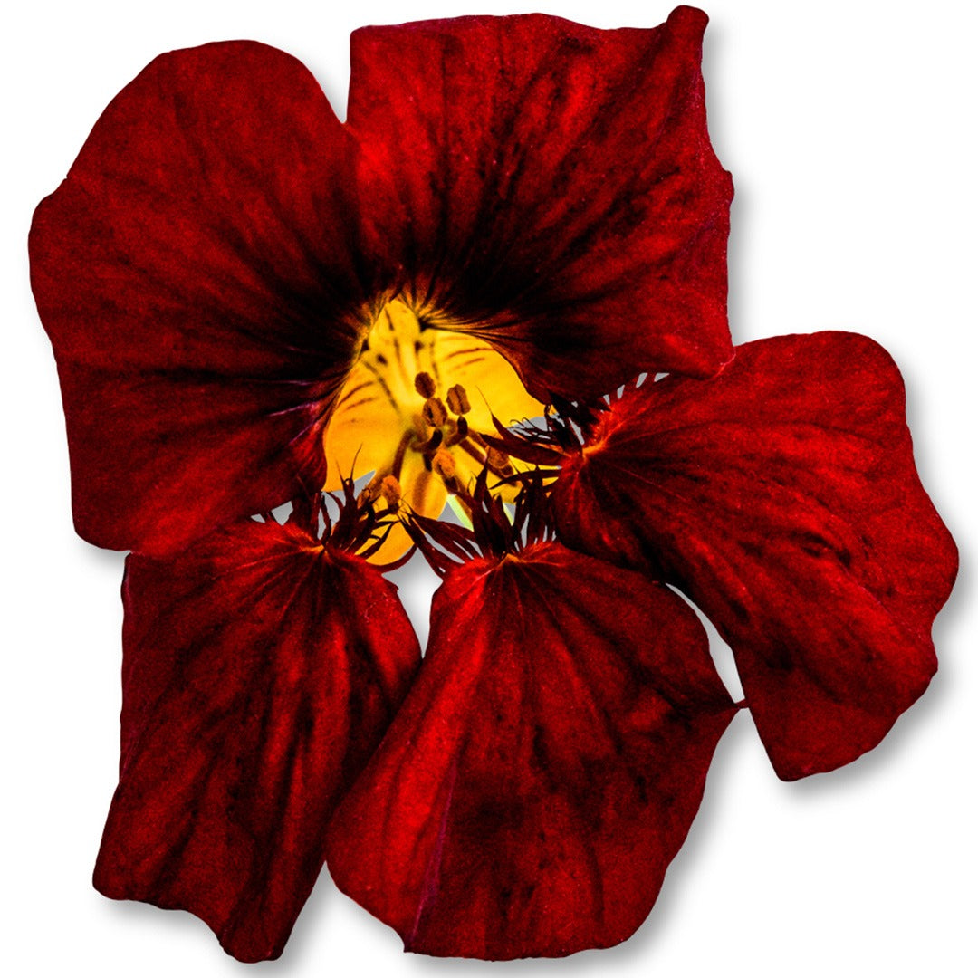 Tip Top Mahogany Nasturtium bloom on a white background.