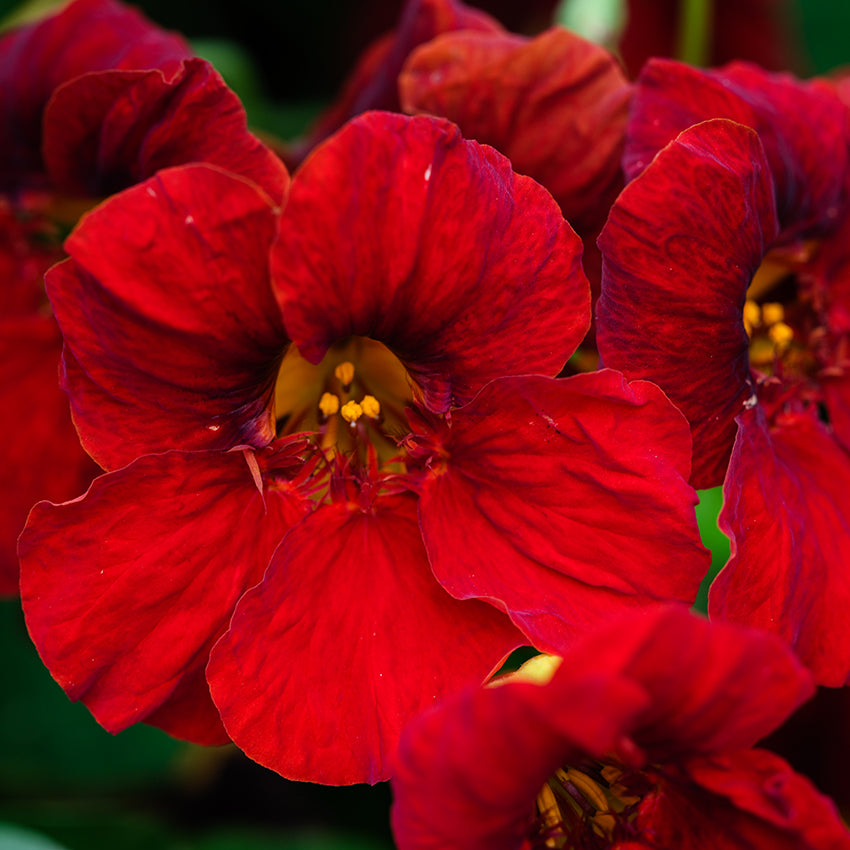 Close-up detail of Tip Top Mahogany Nasturtium flowers.