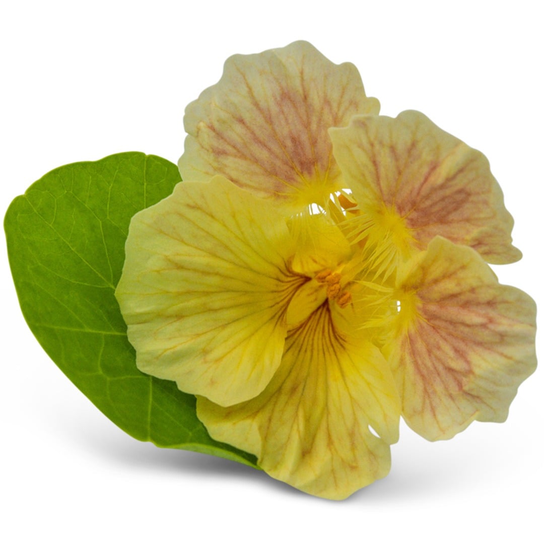 Tip Top Pink Blush Nasturtium bloom on a white background.