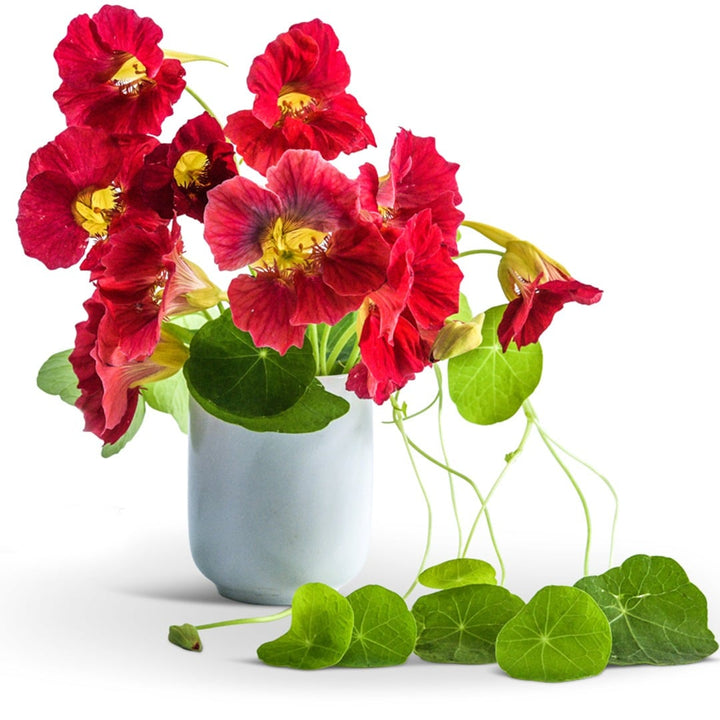 Tip Top Rose Nasturtium in a white vase on a white background.