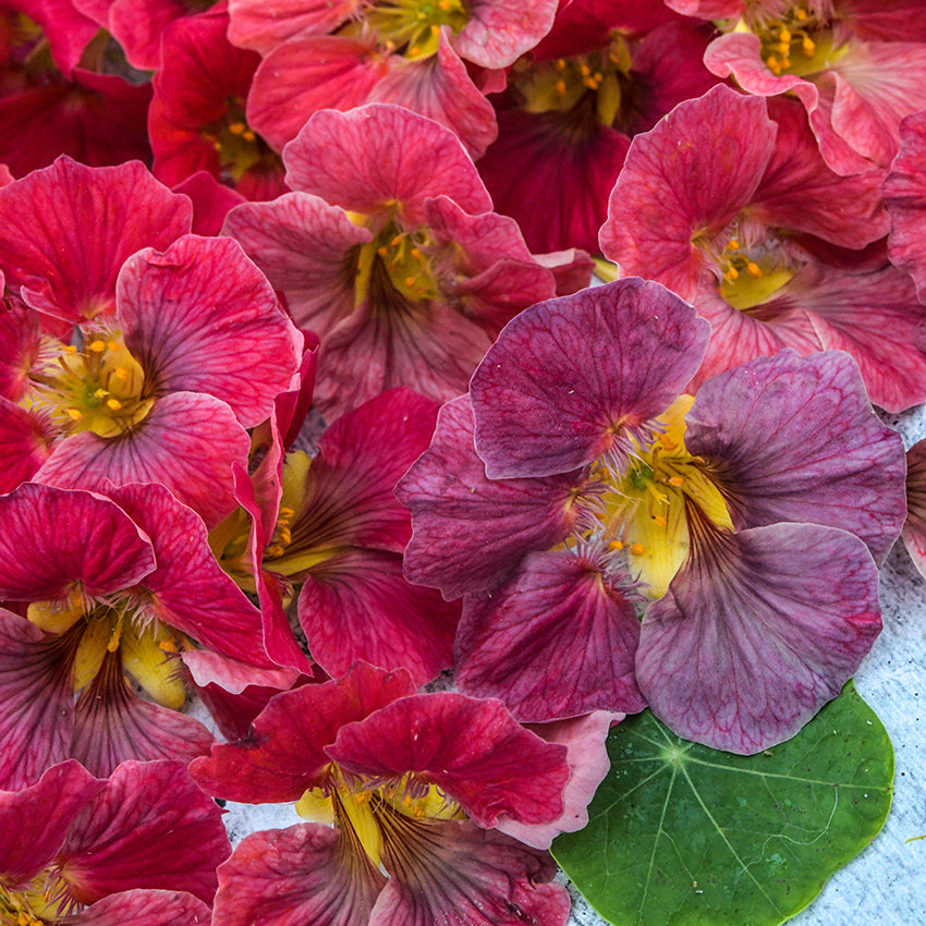 Detail of Tip Top Rose Nasturtium blooms.