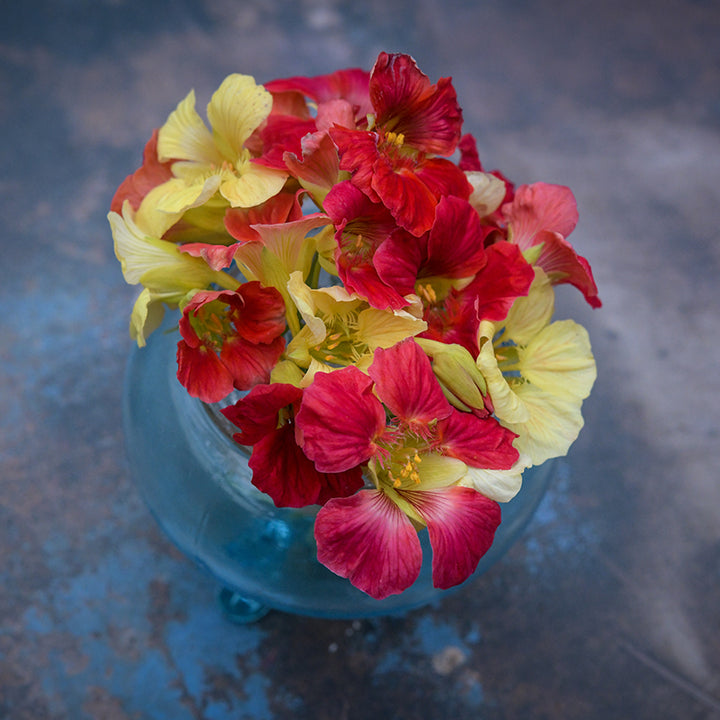 Tip Top Rose Nasturtium flowers in a clear bowl on marbled background.
