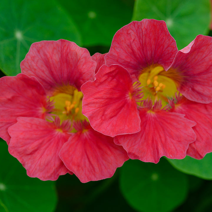 Tip Top Rose Nasturtium growing in the trial gardens at Baker Creek.