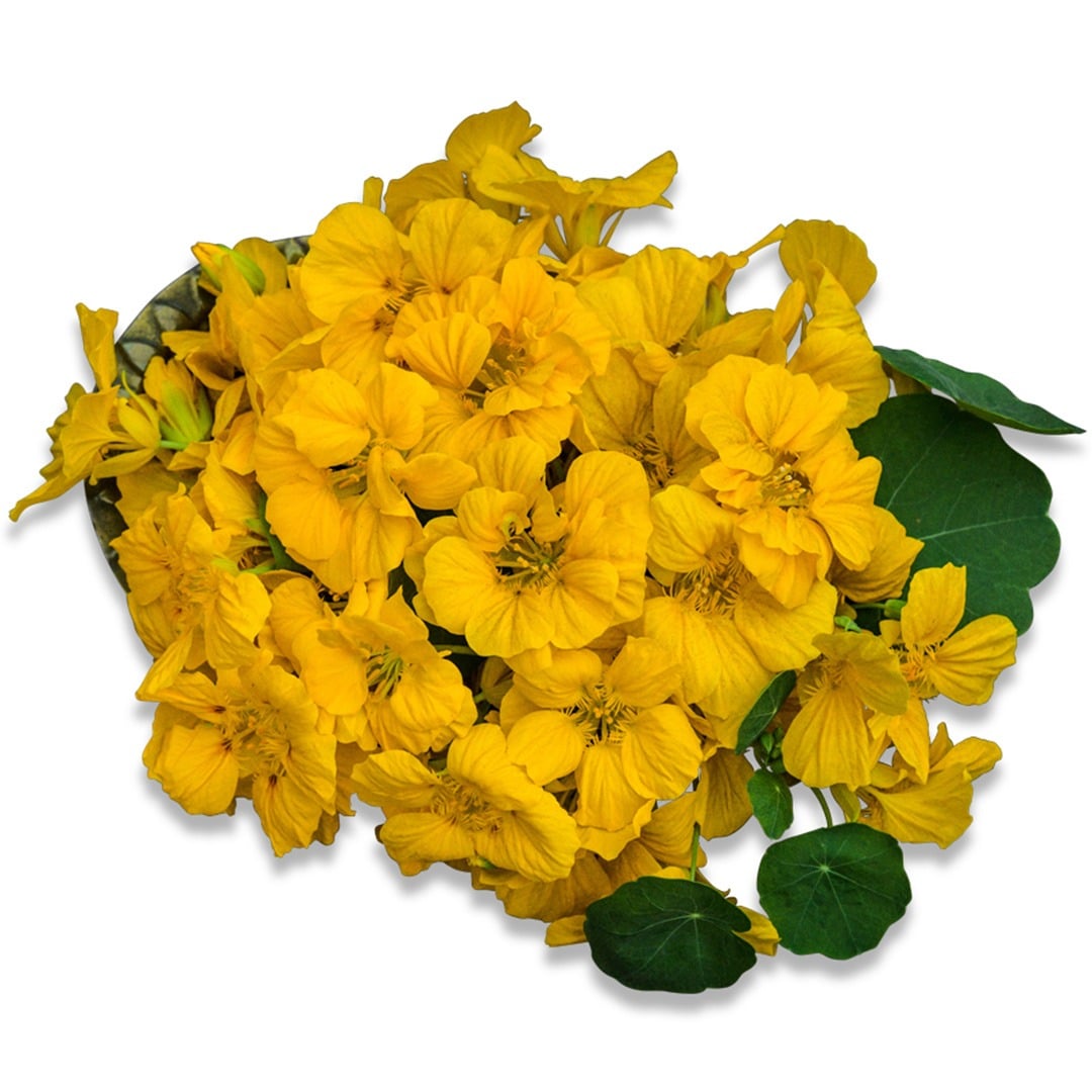 Whirlybird Gold Nasturtium blooms on a white background.