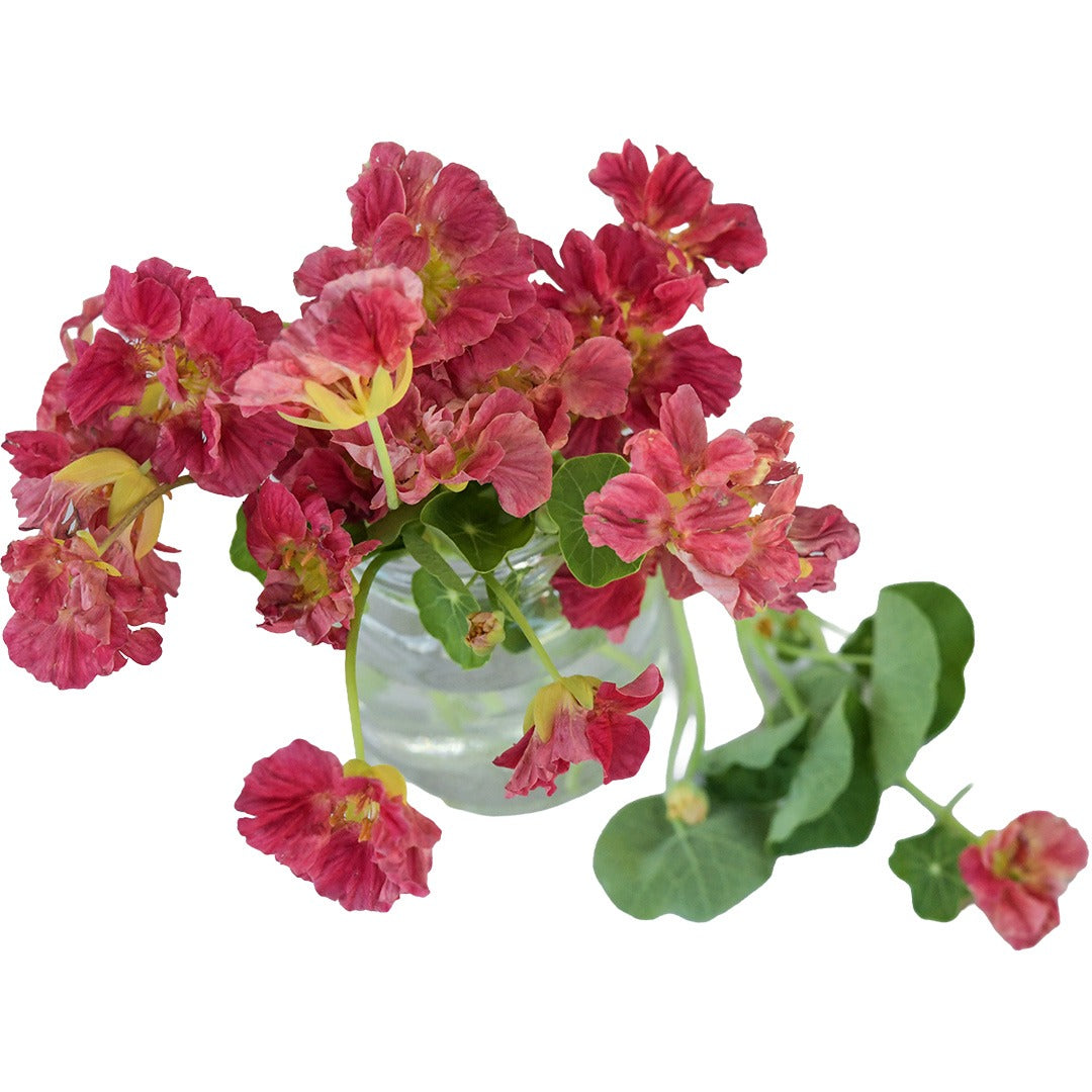 Whirlybird Rose Nasturtium blooms on a white background.