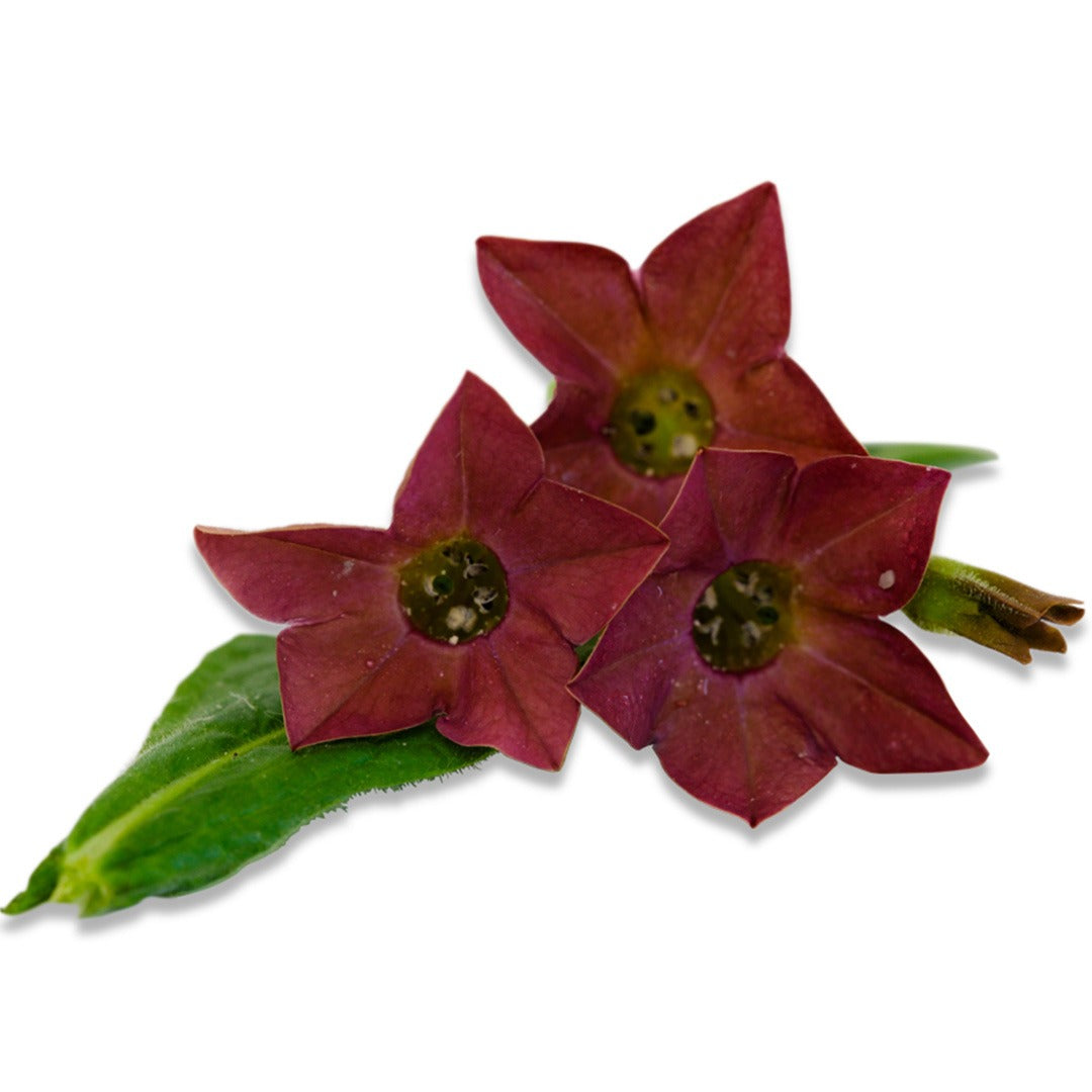 Bronze Queen Nicotiana blooms on a white background.