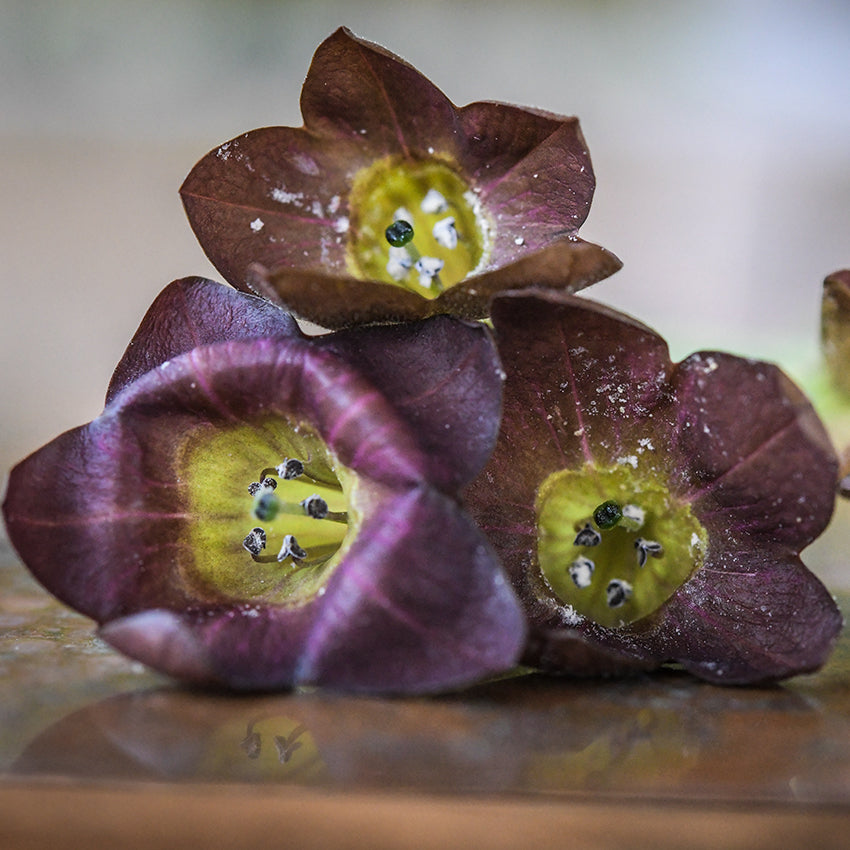 Bronze Queen Nicotiana blooms on a copper background.