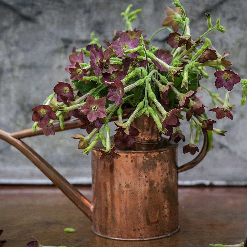Arrangement of Bronze Queen Nicotiana stems in an old copper watering can.