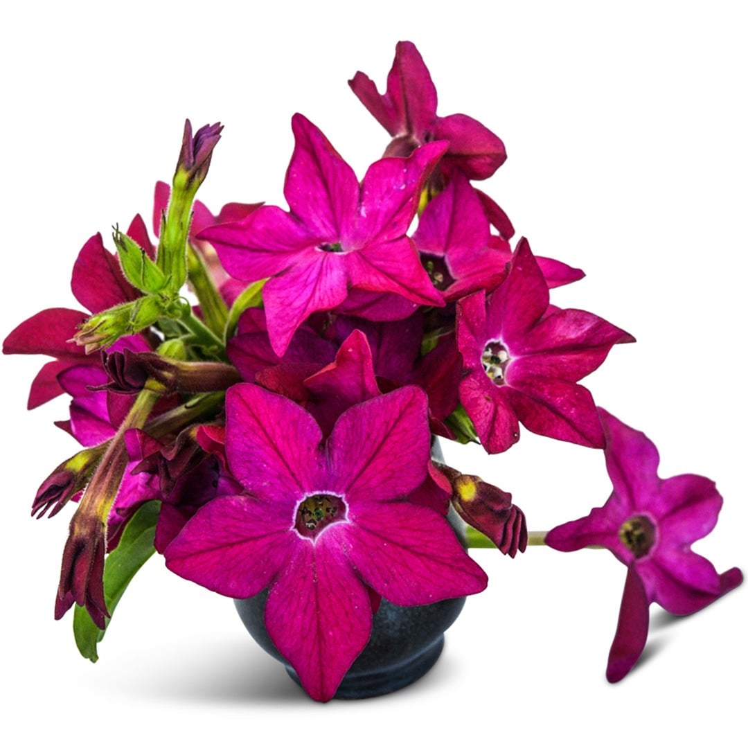 Crimson Bedder Nicotiana blooms on a white background.