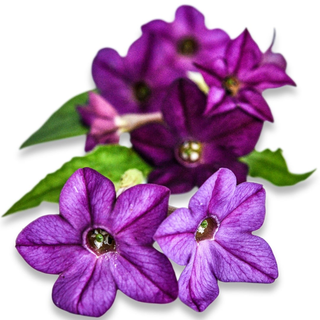 Purple Perfume Nicotiana blooms on a white background.